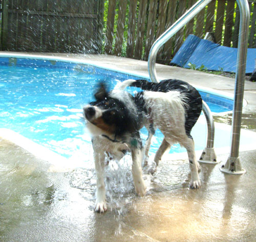 our dogs at the pool